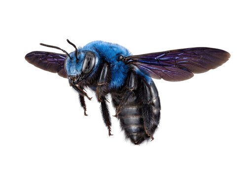 Blue Carpenter Bee