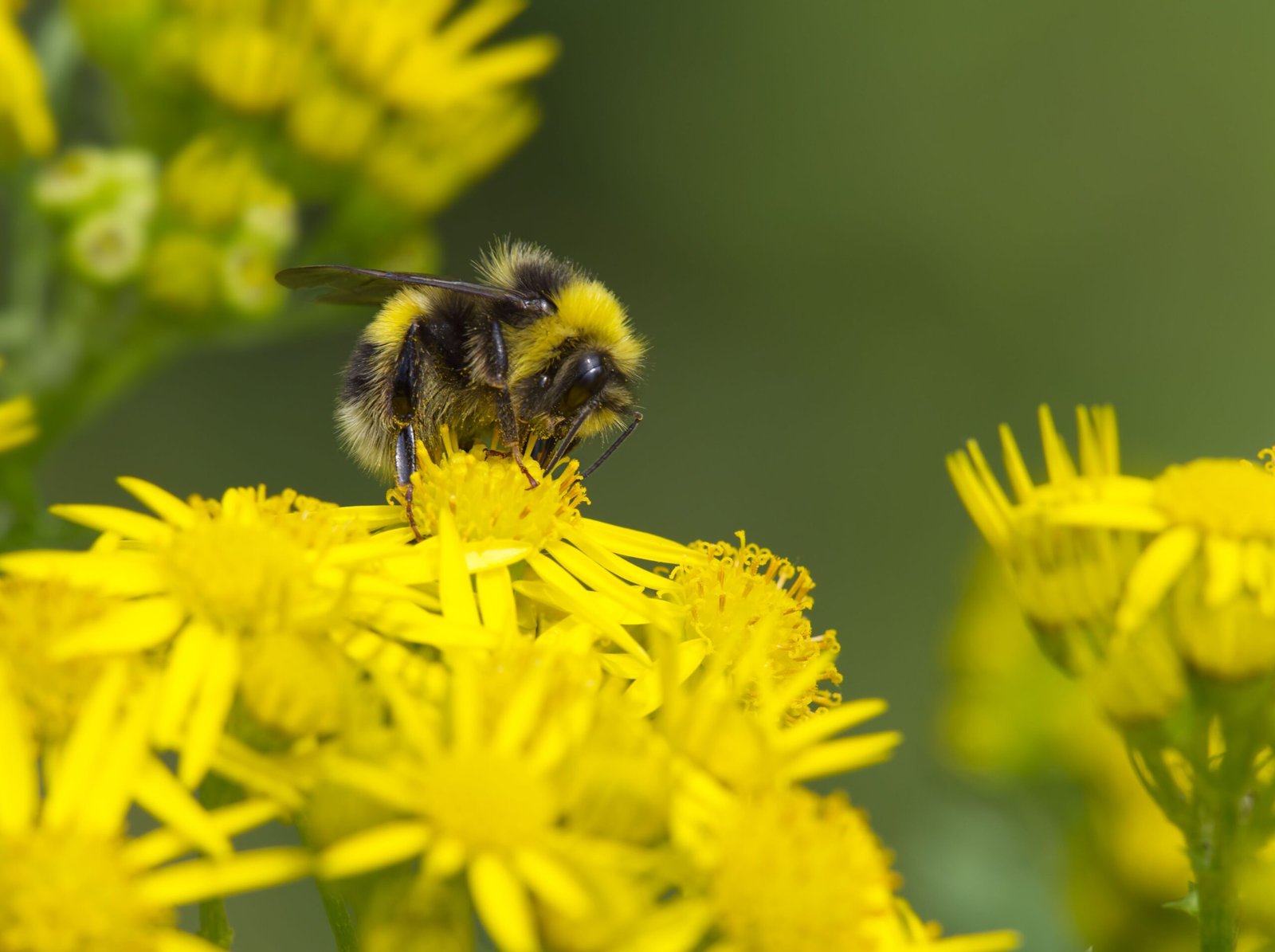 Bumblebees