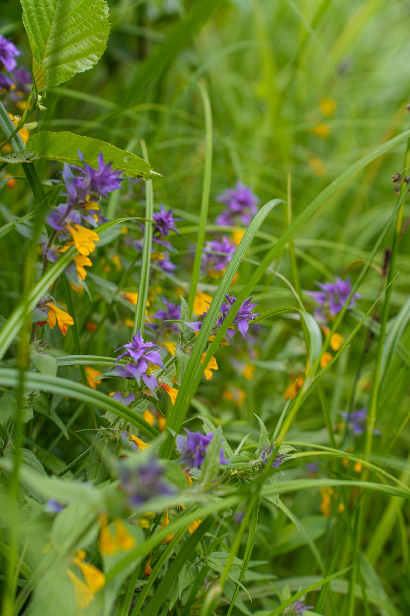 Wildflower Attractiveness